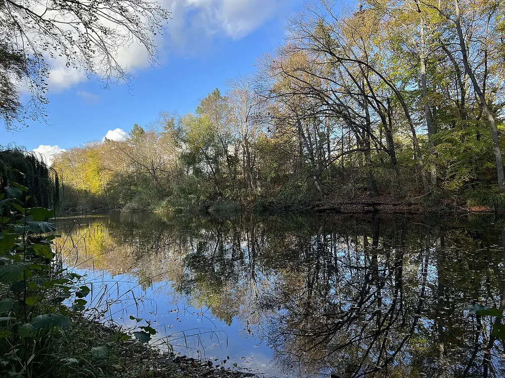 Möwensee im Volkspark Rehberge