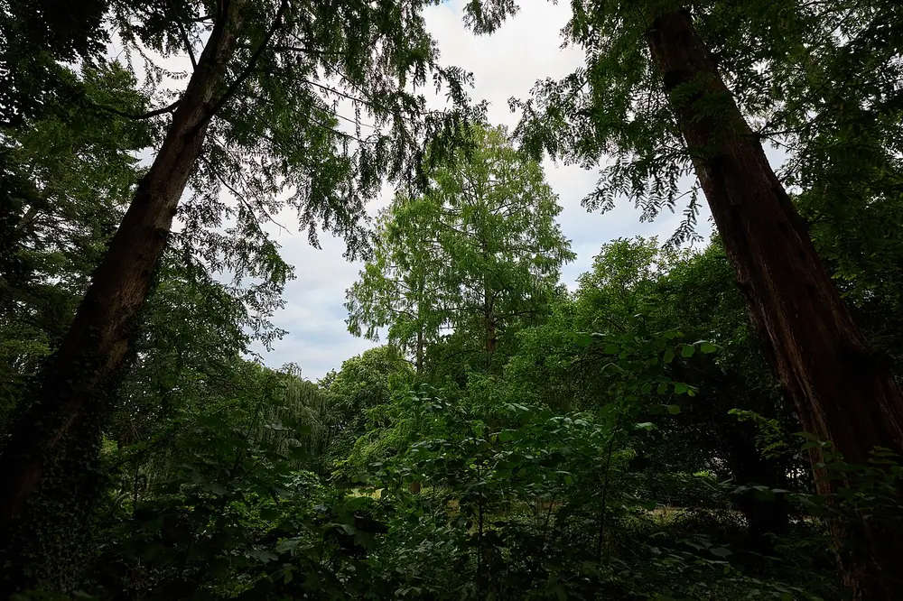 Urweltmammutbaum im Volkspark Rehberge